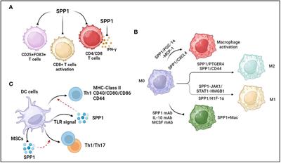 Osteopontin/SPP1: a potential mediator between immune cells and vascular calcification